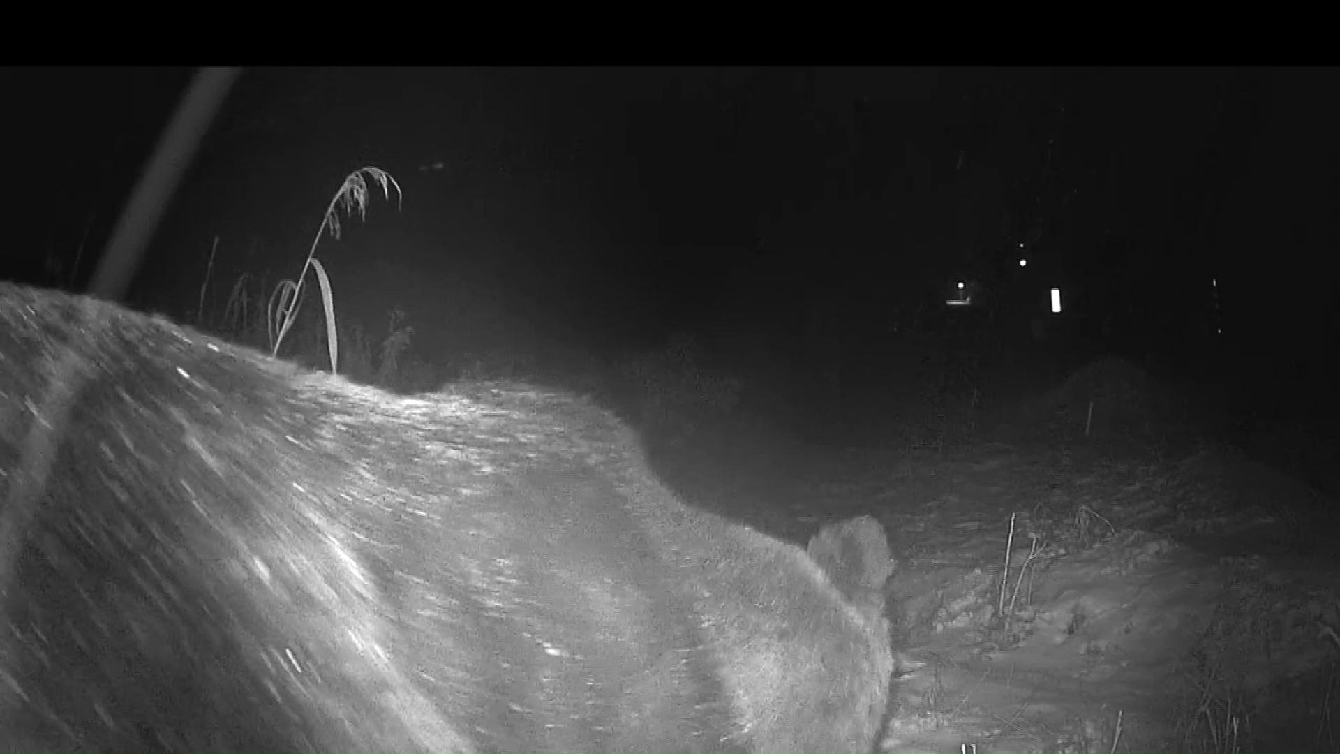 11月11日から12日にかけて目撃された400キロのクマ