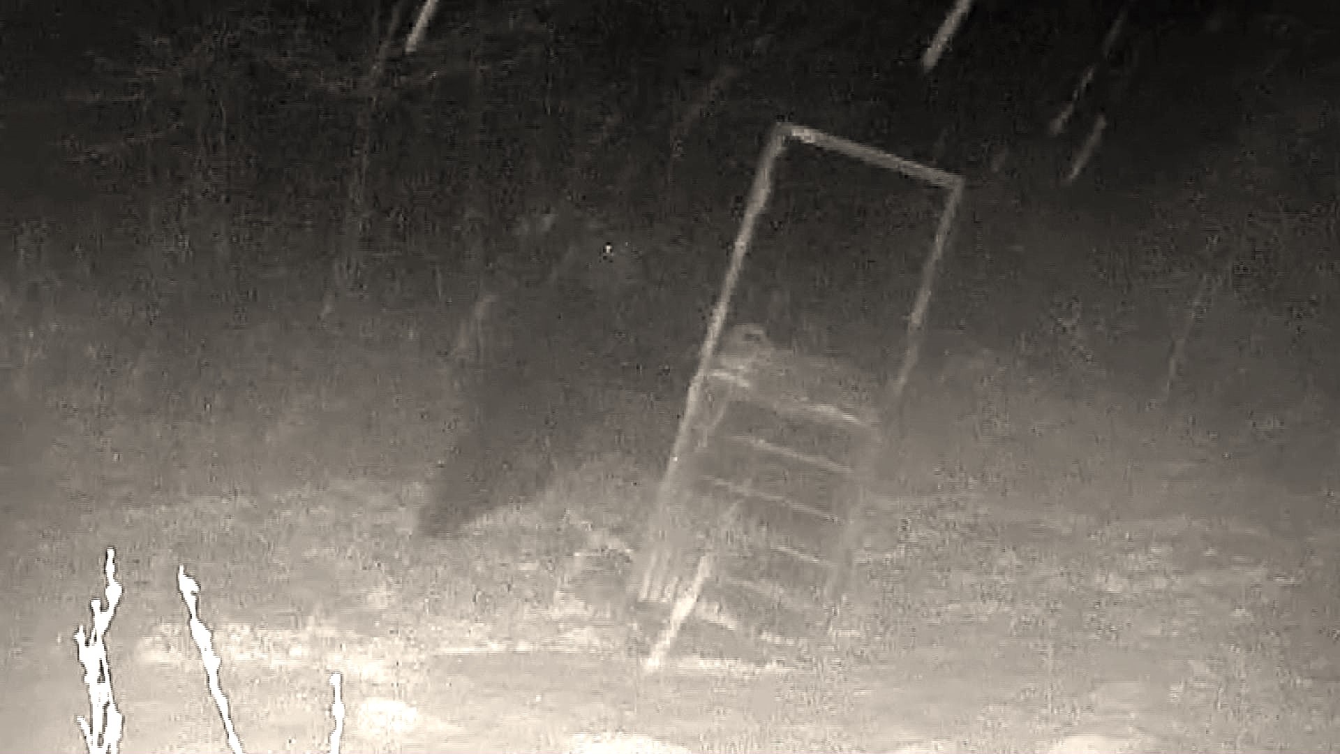 11月11日から12日にかけて目撃された400キロのクマ