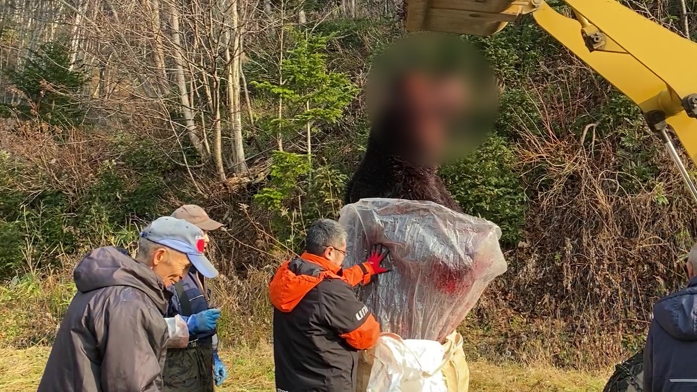 ヒグマ速報】北海道苫前町で大型のクマ駆除_11月中旬に目撃されたシカ