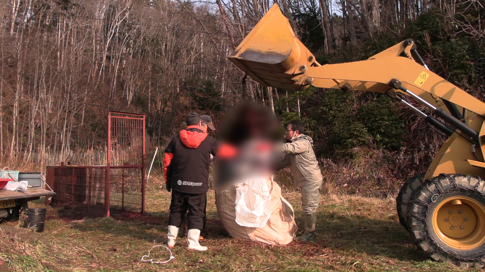 人間の裏をかくような賢いクマはどうして生まれるのか