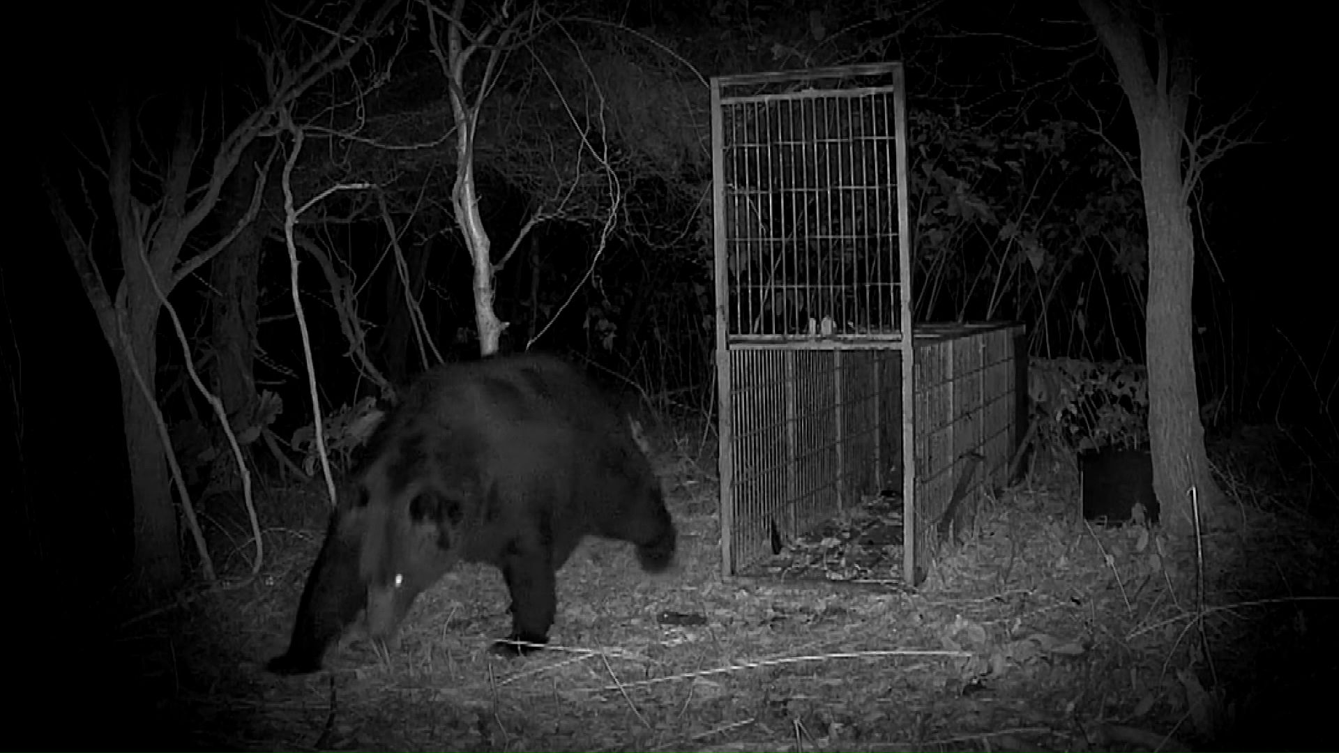 人間が仕掛けたわなをあざ笑うかのように周囲を平気で歩き回る（提供： 林会長）