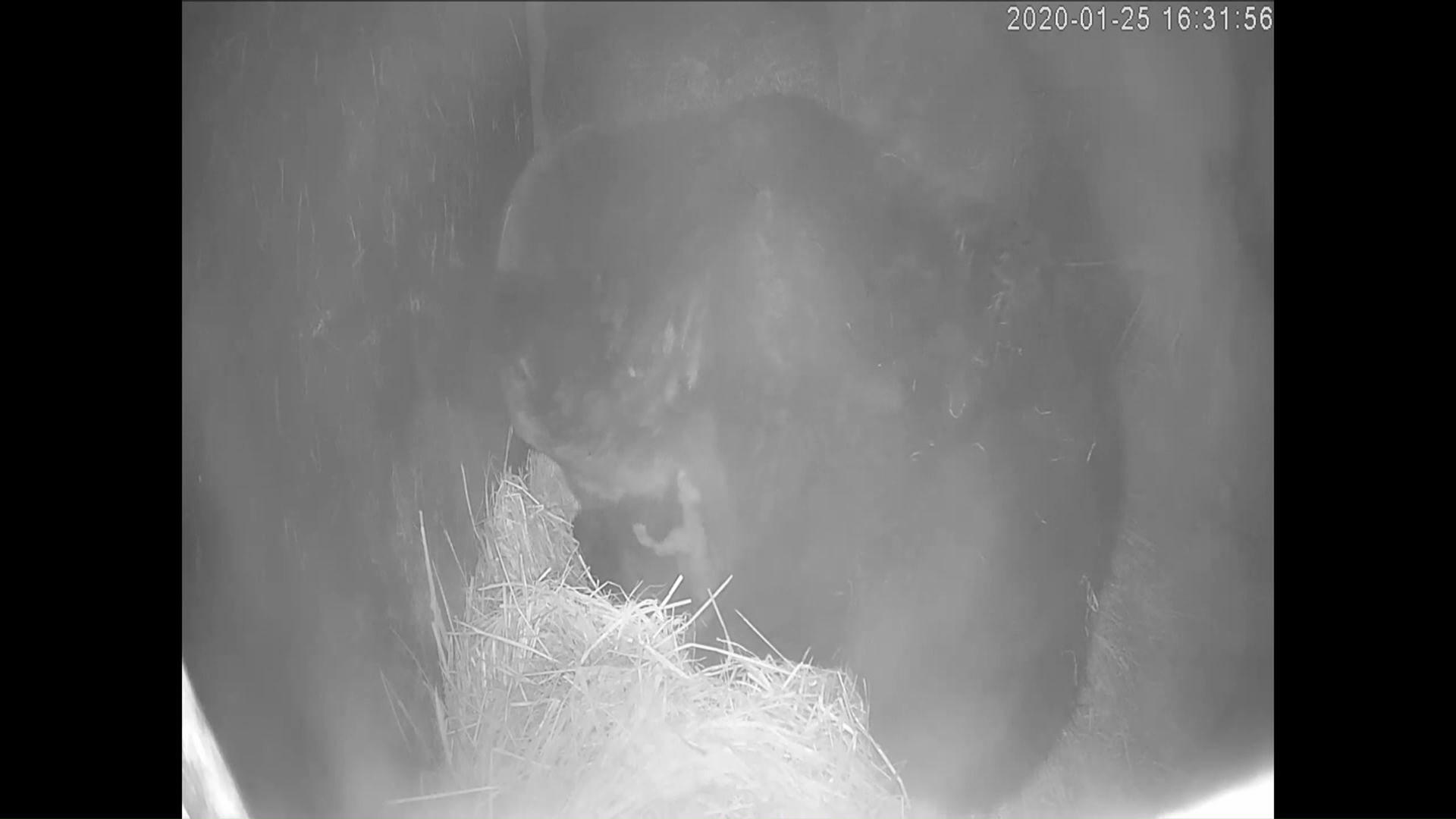 飼育下で冬眠するクマ(提供:のぼりべつクマ牧場)