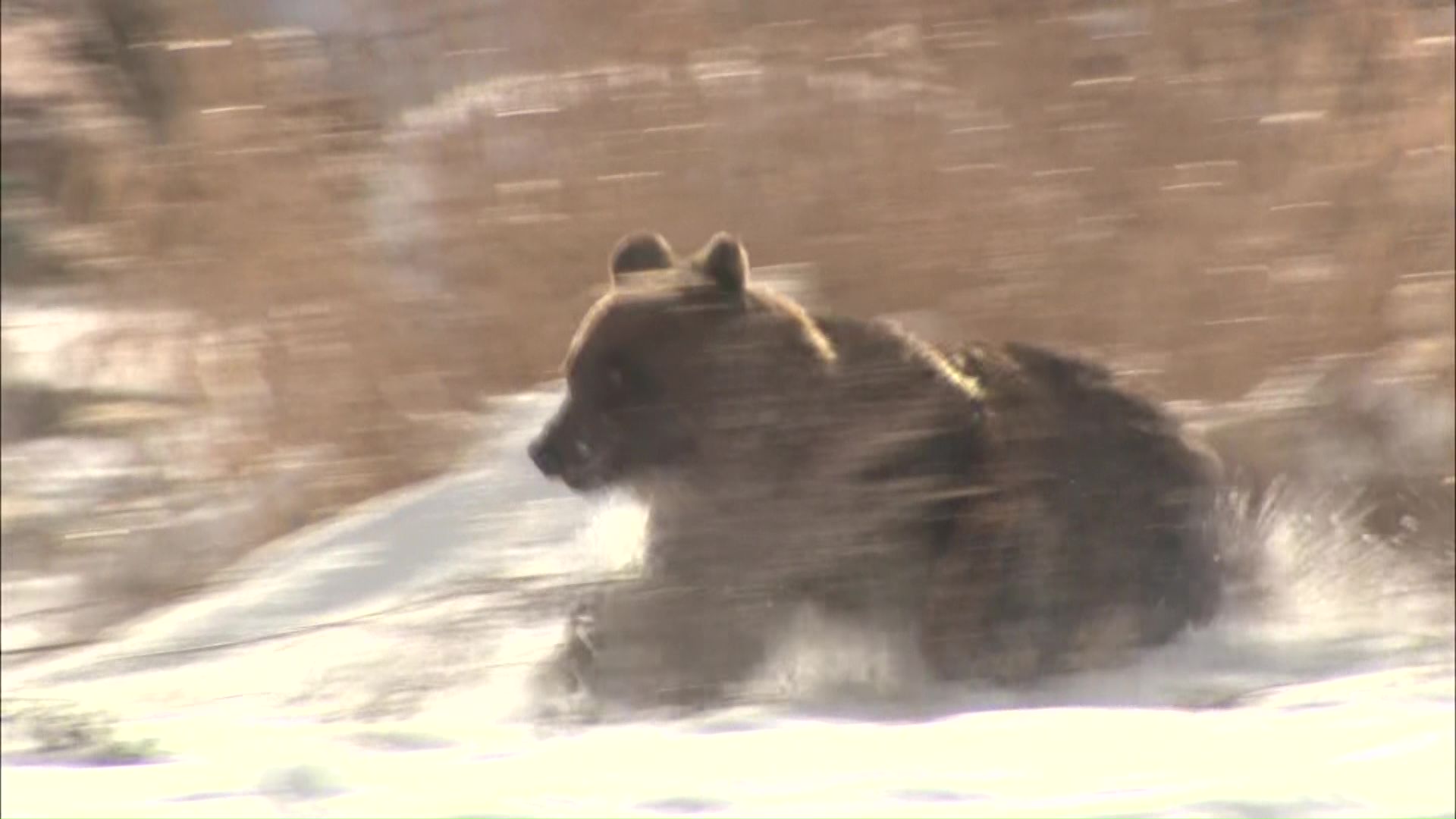 芦別市で目撃されたクマ（2023年12月）