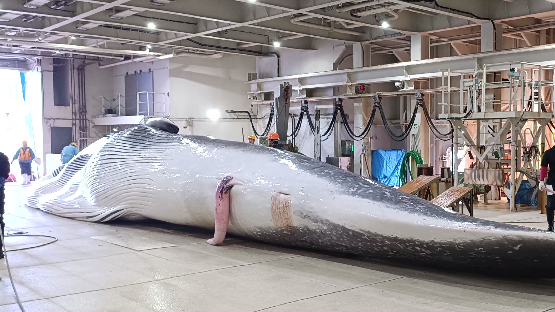 クジラの王様と呼ばれる「ナガスクジラ」