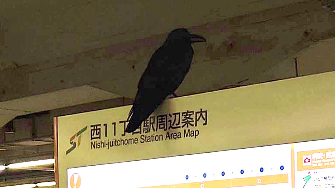 地下鉄の駅構内にカラスが（撮影：視聴者）