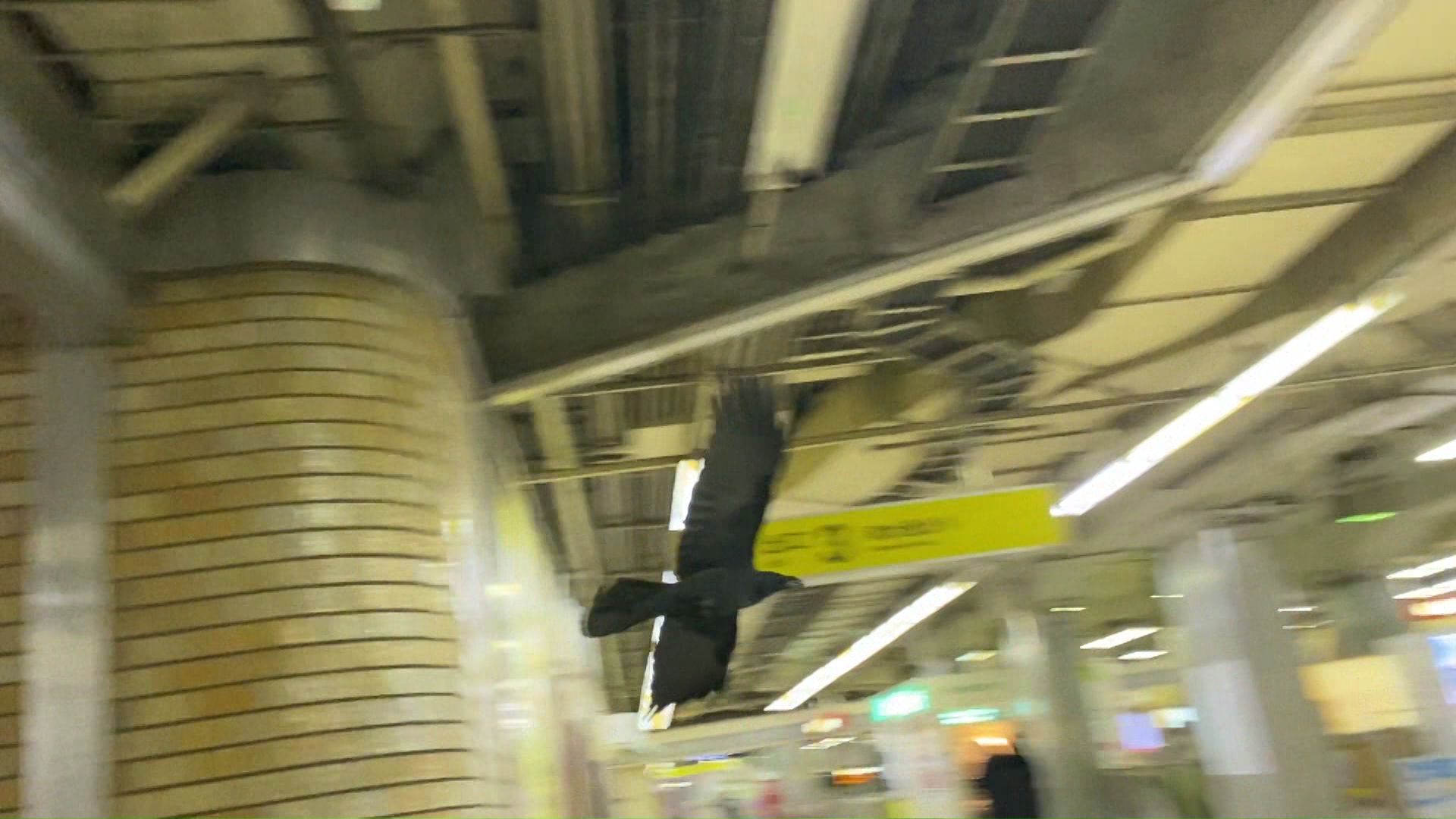 駅構内を滑空するカラス