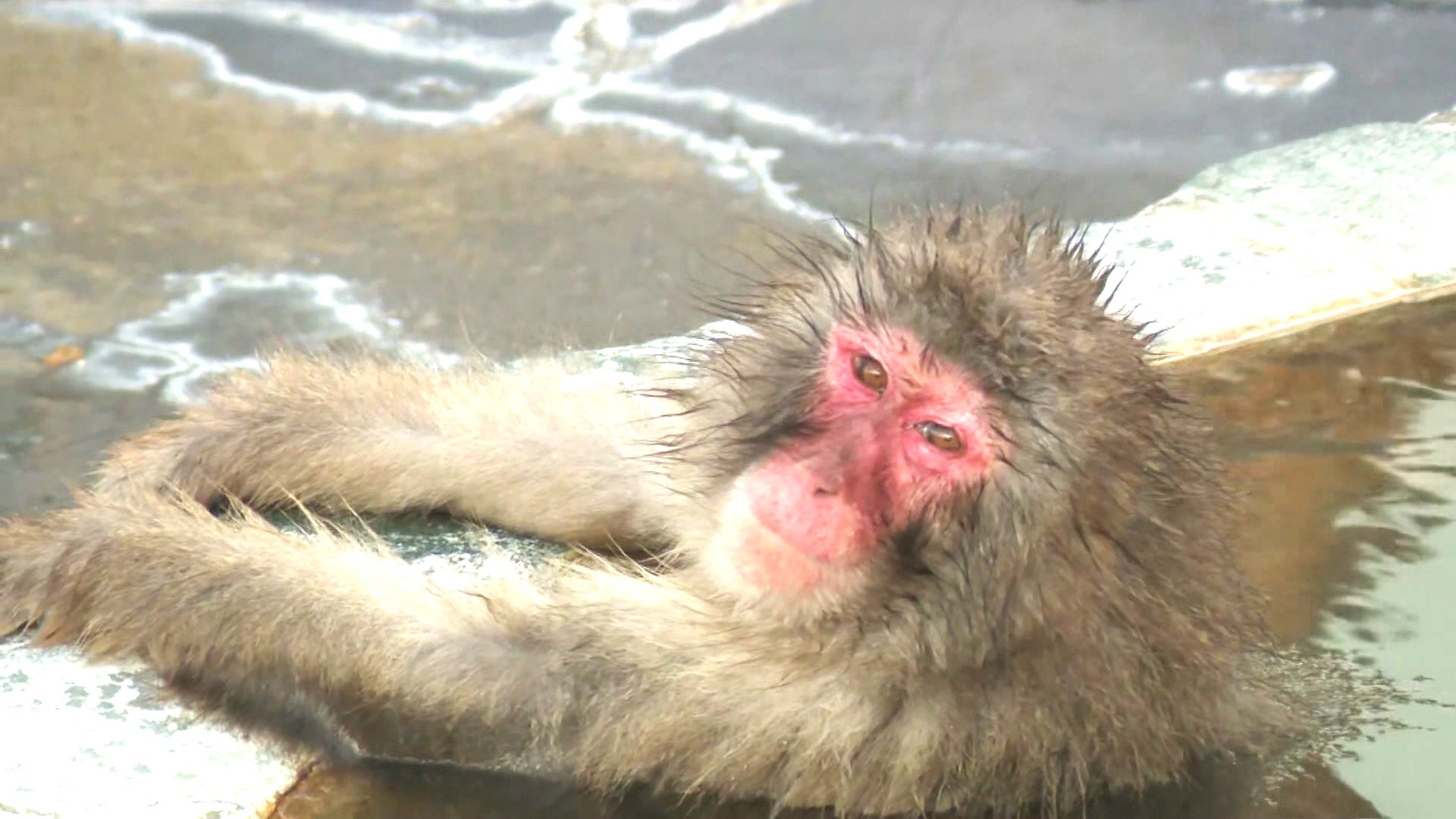 ゆったりのんびりするサルたち