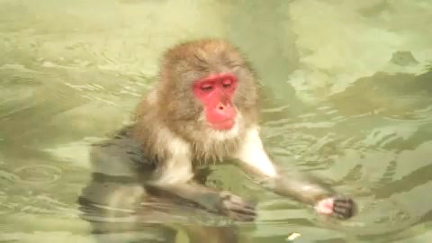 例年より気温が高く初日は湯につかるサルは少なめ