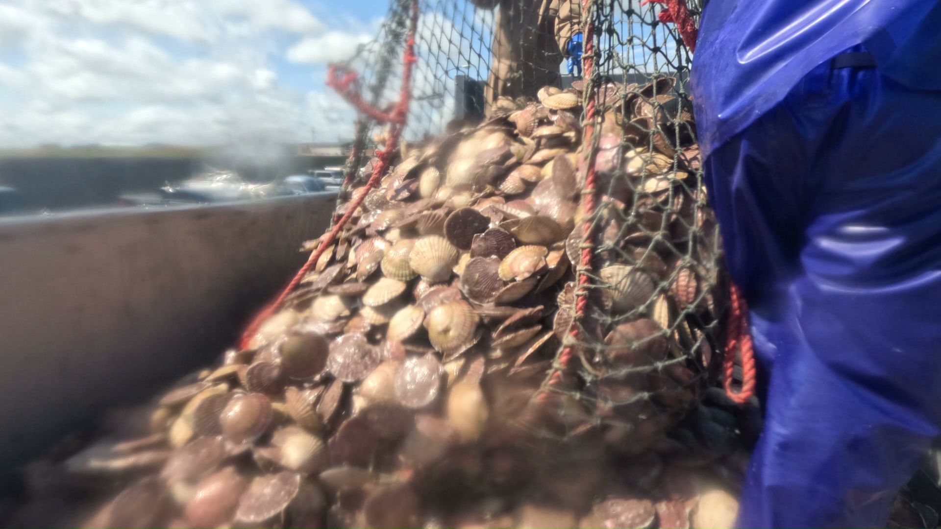 猿払村はホタテの水揚げ量が日本一(提供:猿払村漁業協同組合)