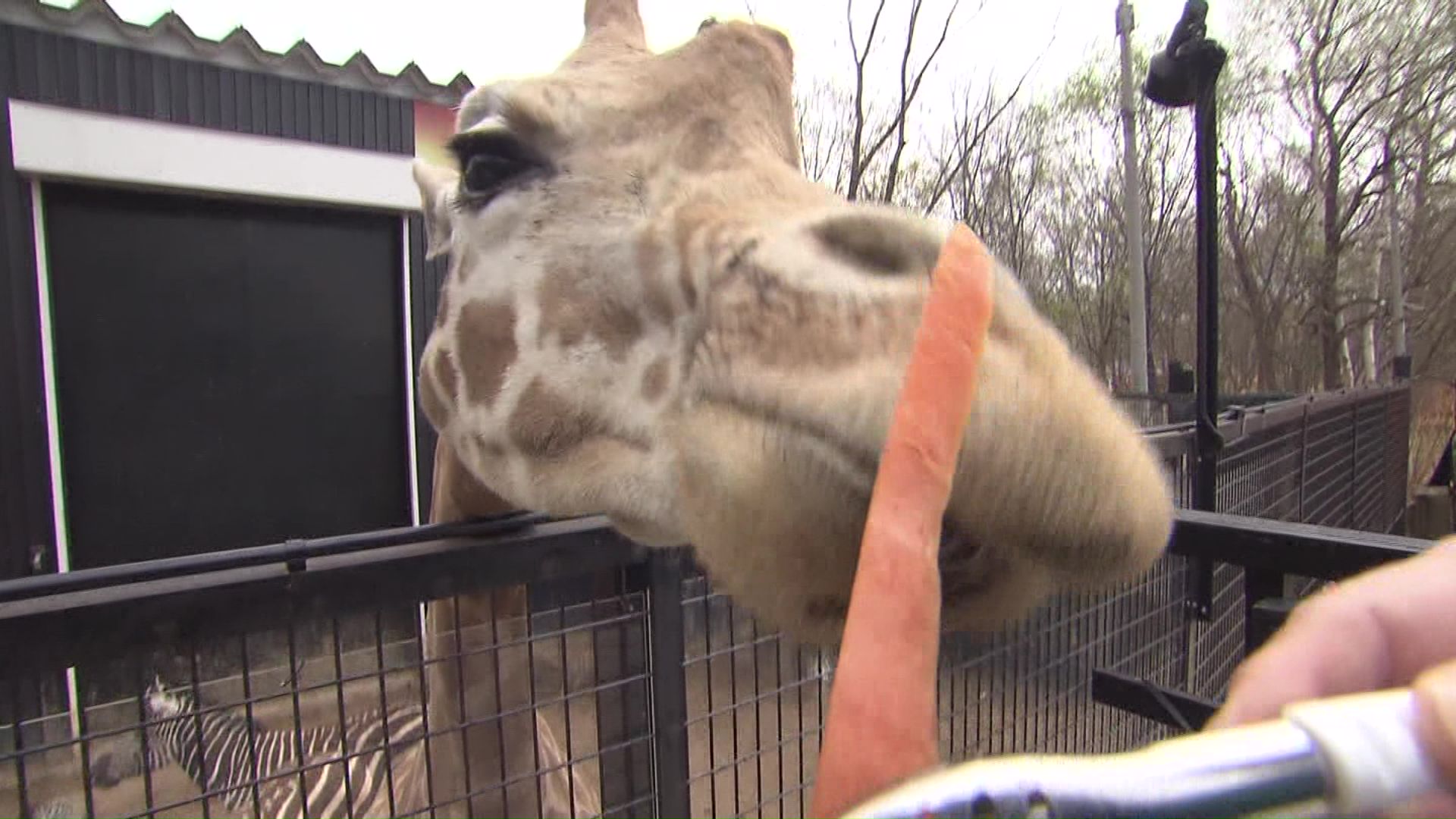 9月末に閉園した札幌市の動物園「ノースサファリサッポロ」