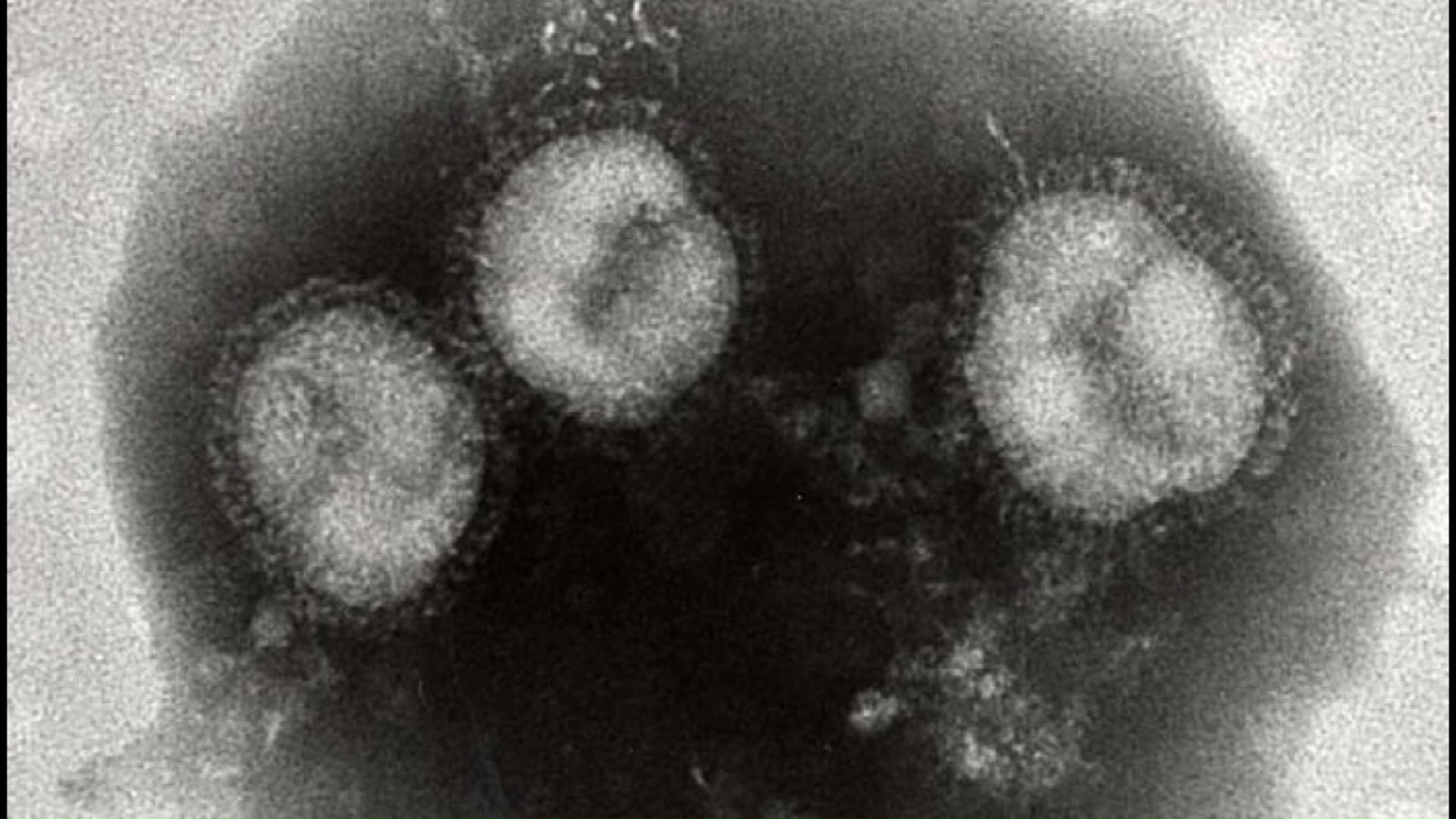 流行の要因の一つサブクレードK(提供:札幌市衛生研究所)