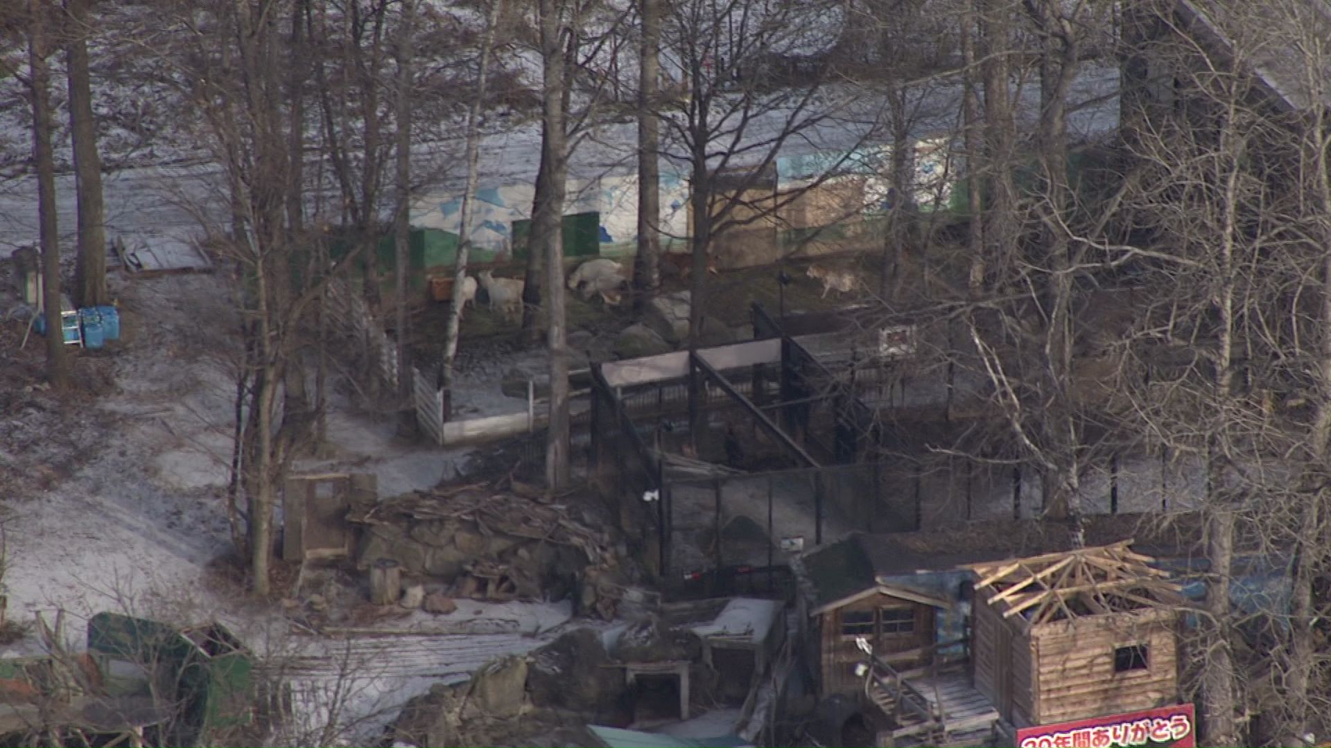 ライオン含め256匹の動物たちの移転は進まず…