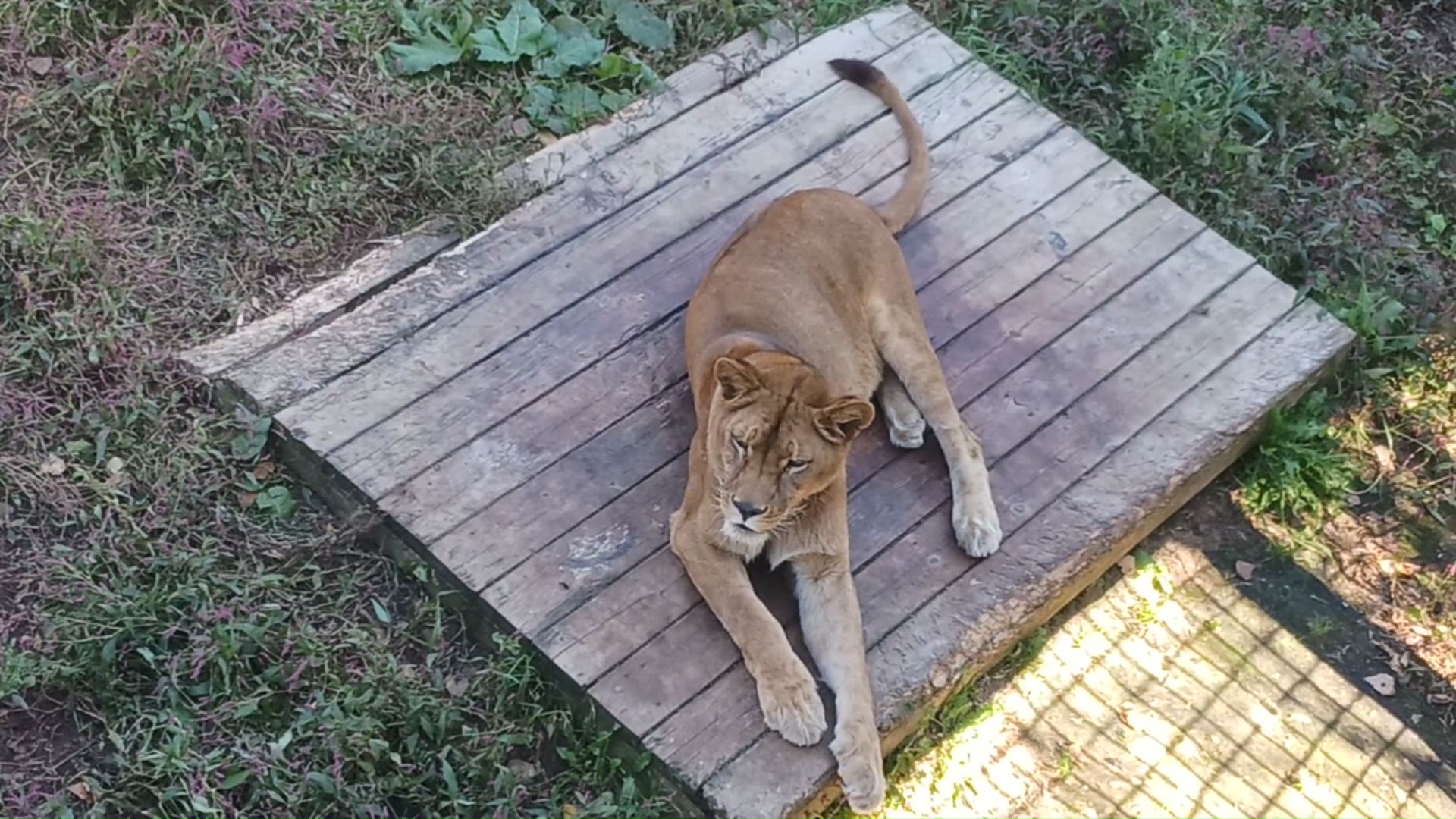 営業時のノースサファリの様子（撮影：視聴者）