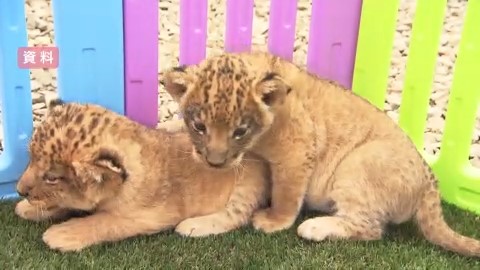 ノースサファリサッポロのライオンの子ども(資料)