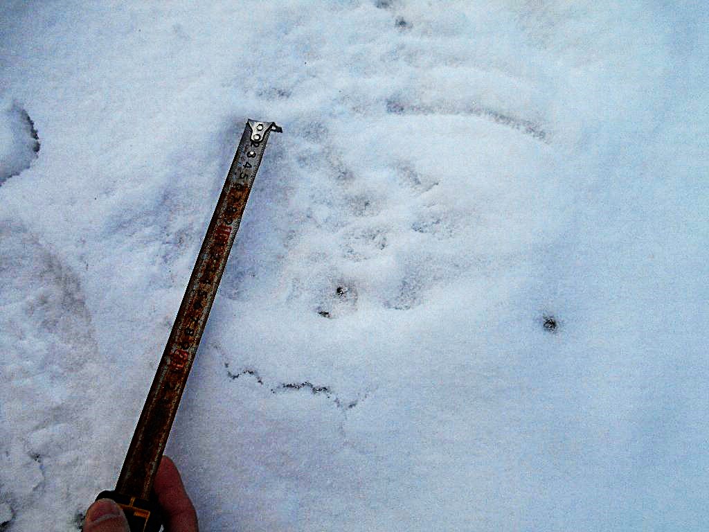 クマの足跡（提供：道警）