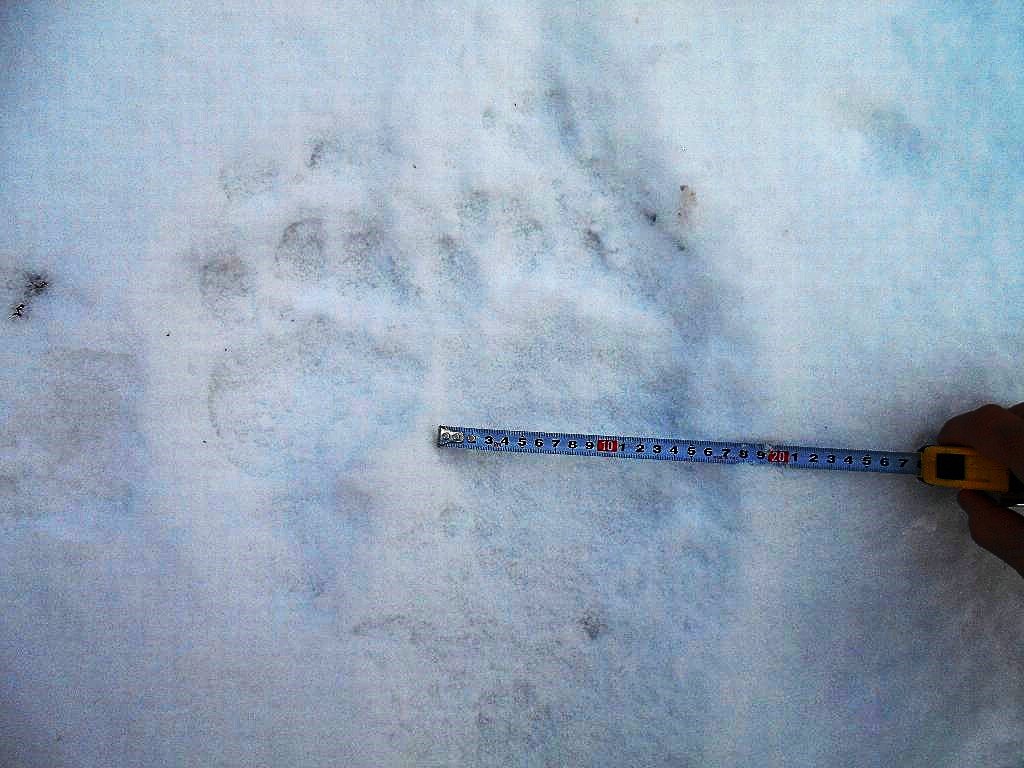 クマの足跡(提供:道警)