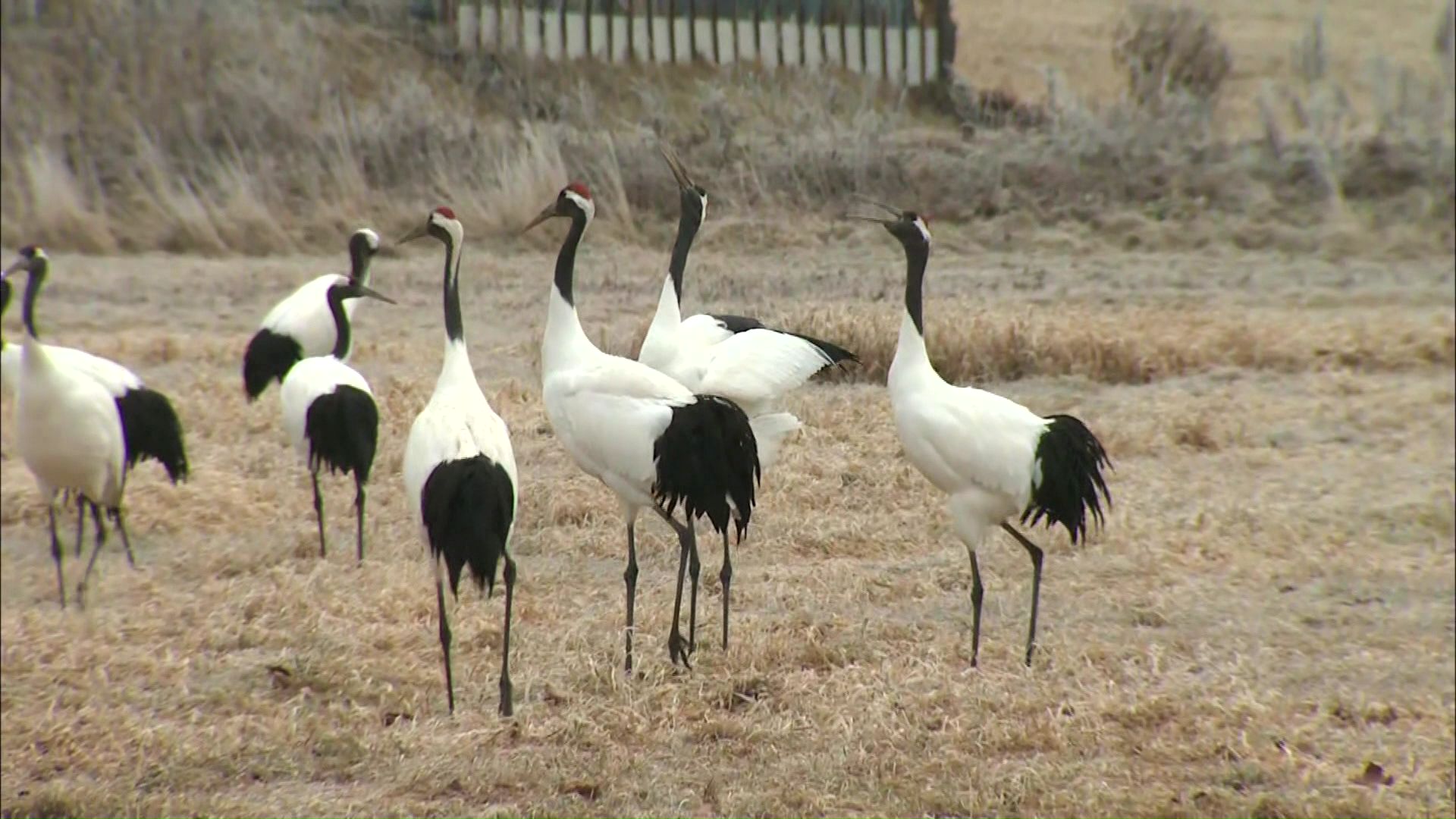 鶴居村はタンチョウの越冬地にもなっている