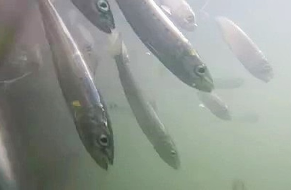 犯人はイワシ】養殖トラウトサーモン6600匹『全滅』―イルカに追われた
