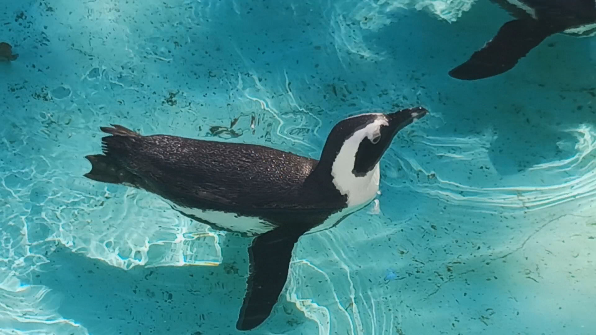 名乗り出た背景には動物への「深い愛情」