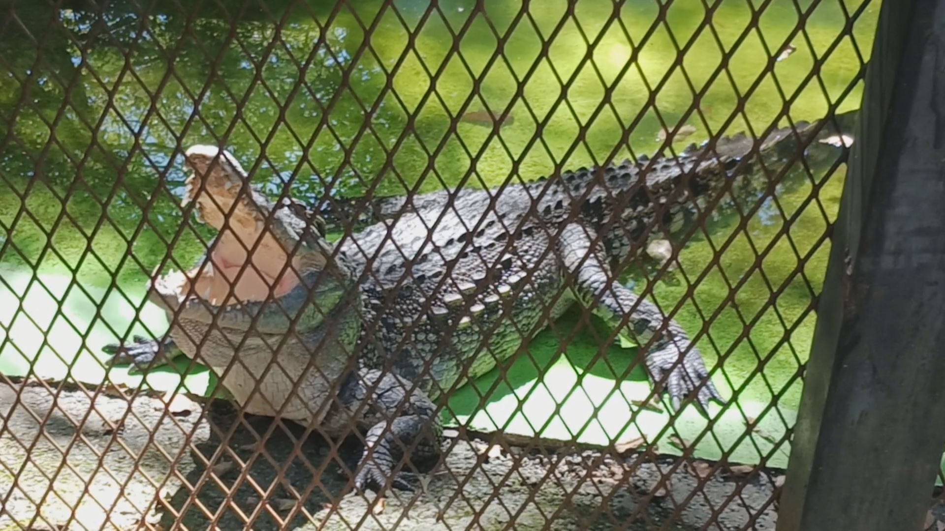 ノースサファリの動物