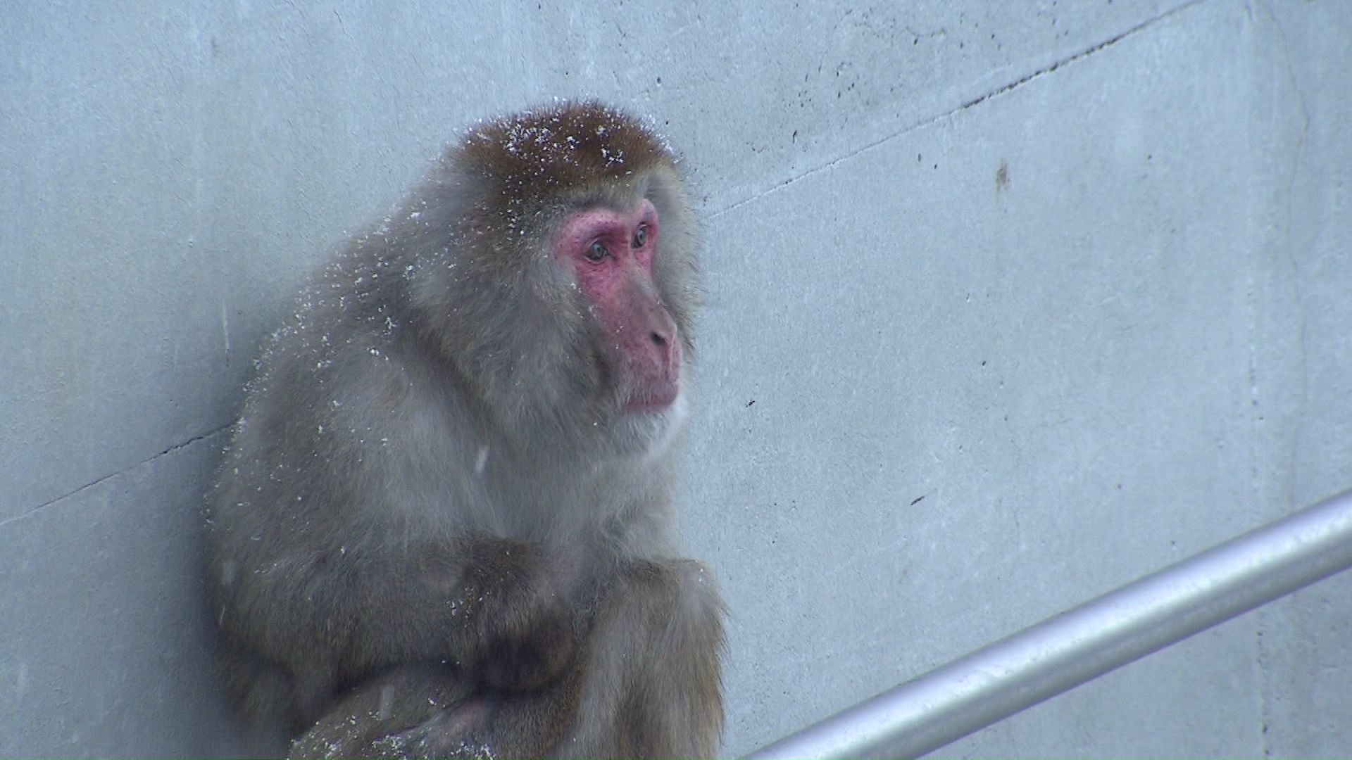 木田さんの懸念は園内の動物たちに被害が及ぶことだったという