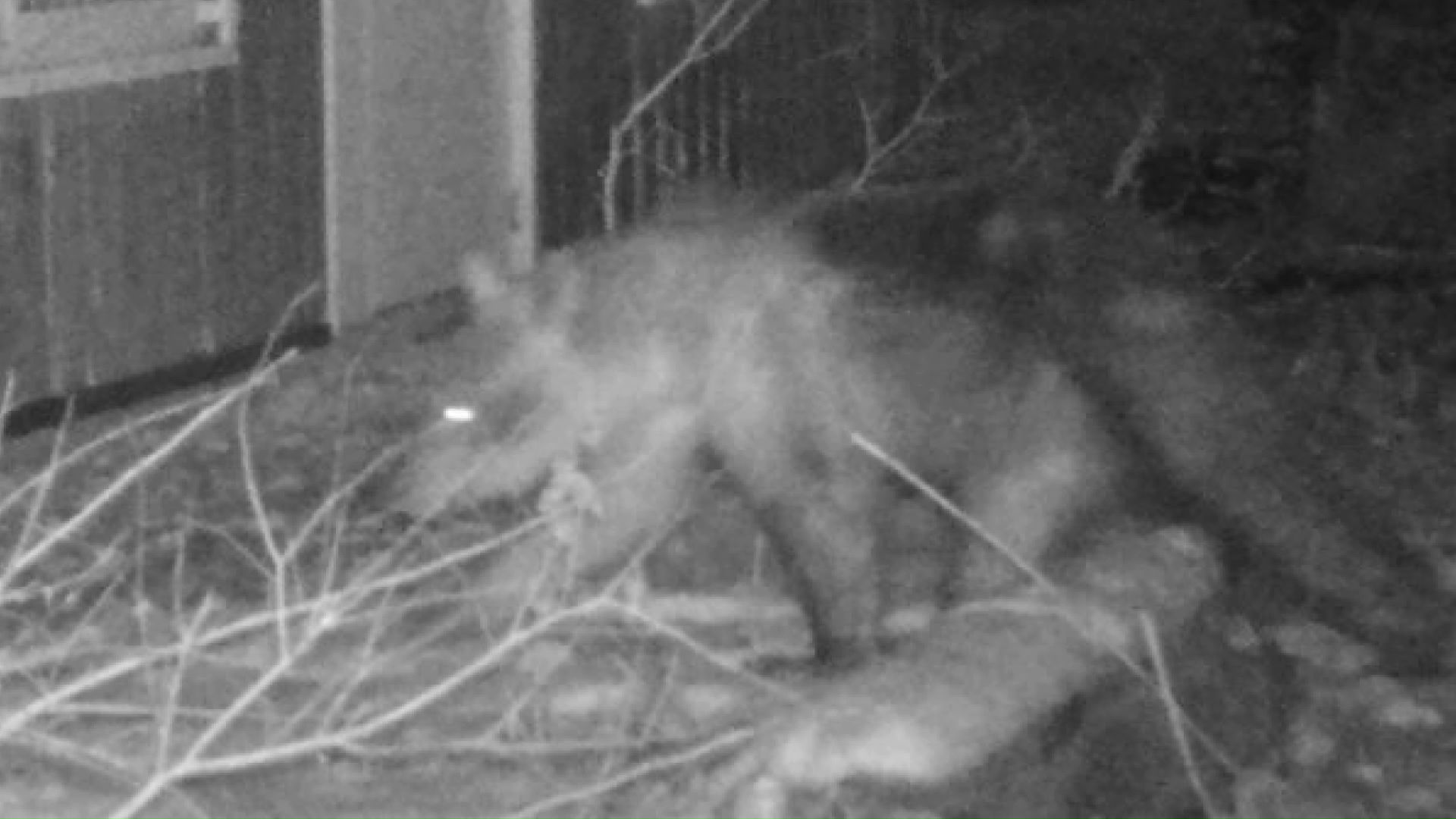 足跡発見から約73時間後にクマは駆除された（提供：札幌市）