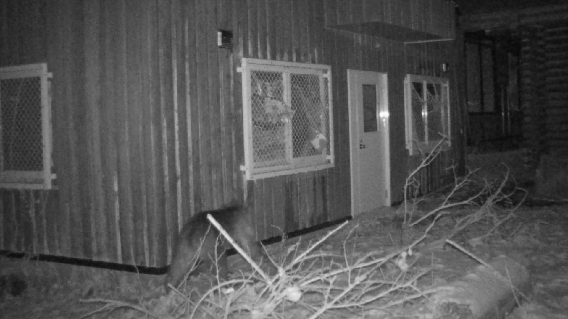 園内で目撃されたクマ（提供：札幌市）