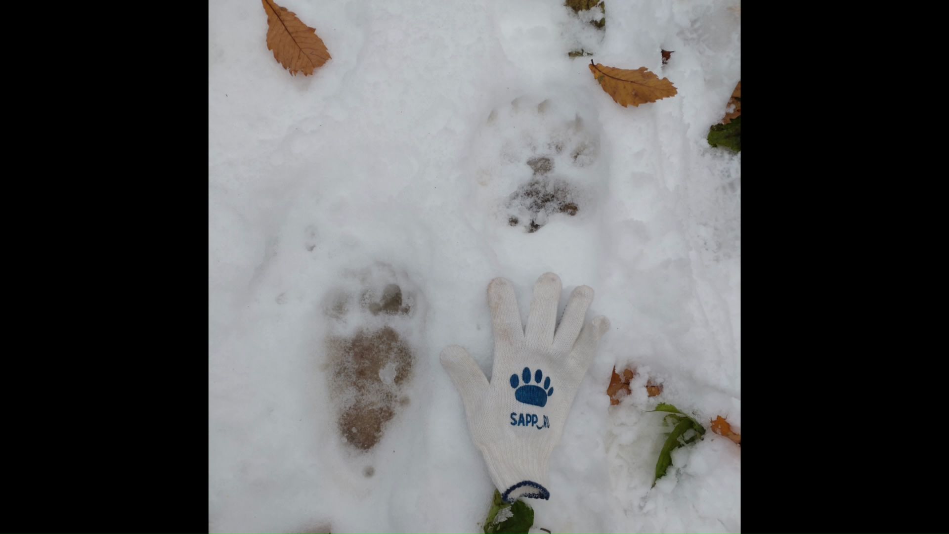 発見された足跡と比較用の手袋(提供:円山動物園)