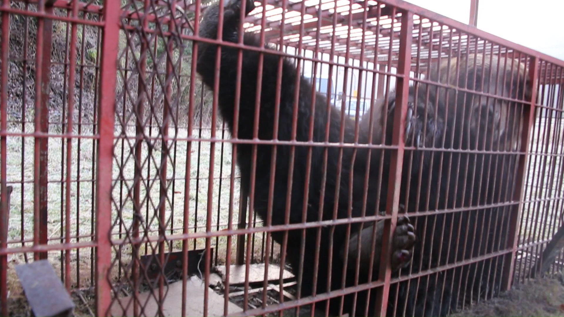 箱わなの中で暴れるクマ