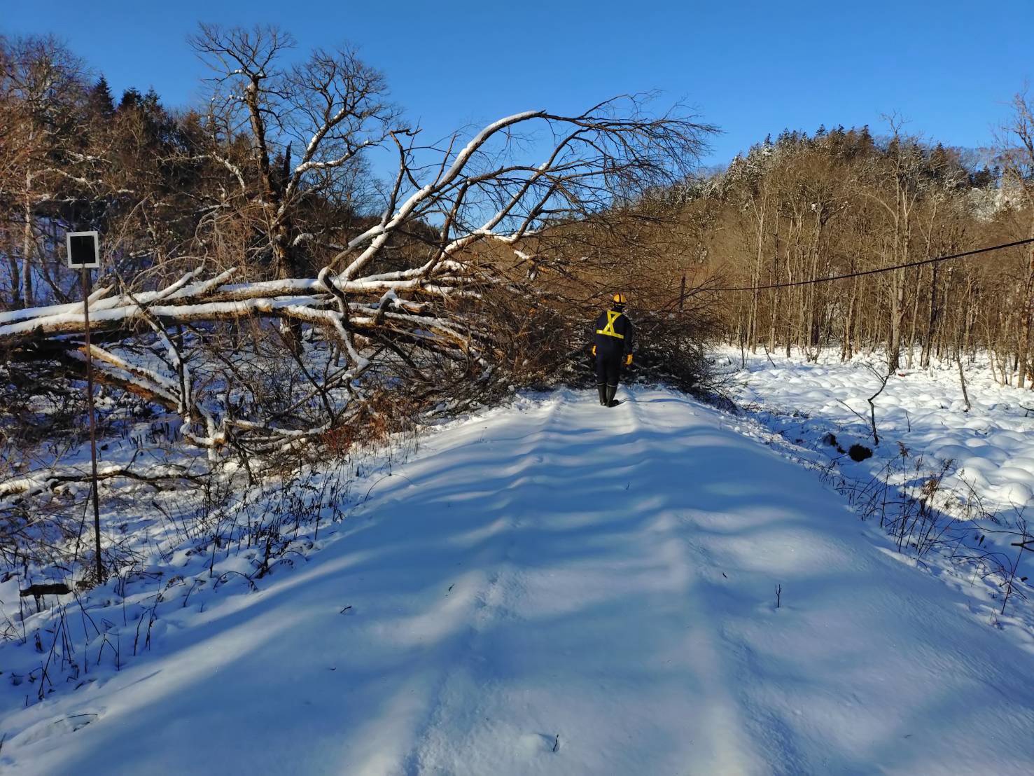 16日午前9時ごろ・花咲線の別保―上尾幌間に積もった雪と倒木(提供:JR北海道)