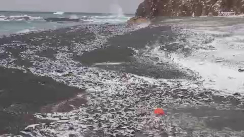 【資料】2024年12月松前町の海岸に押し寄せたイワシ