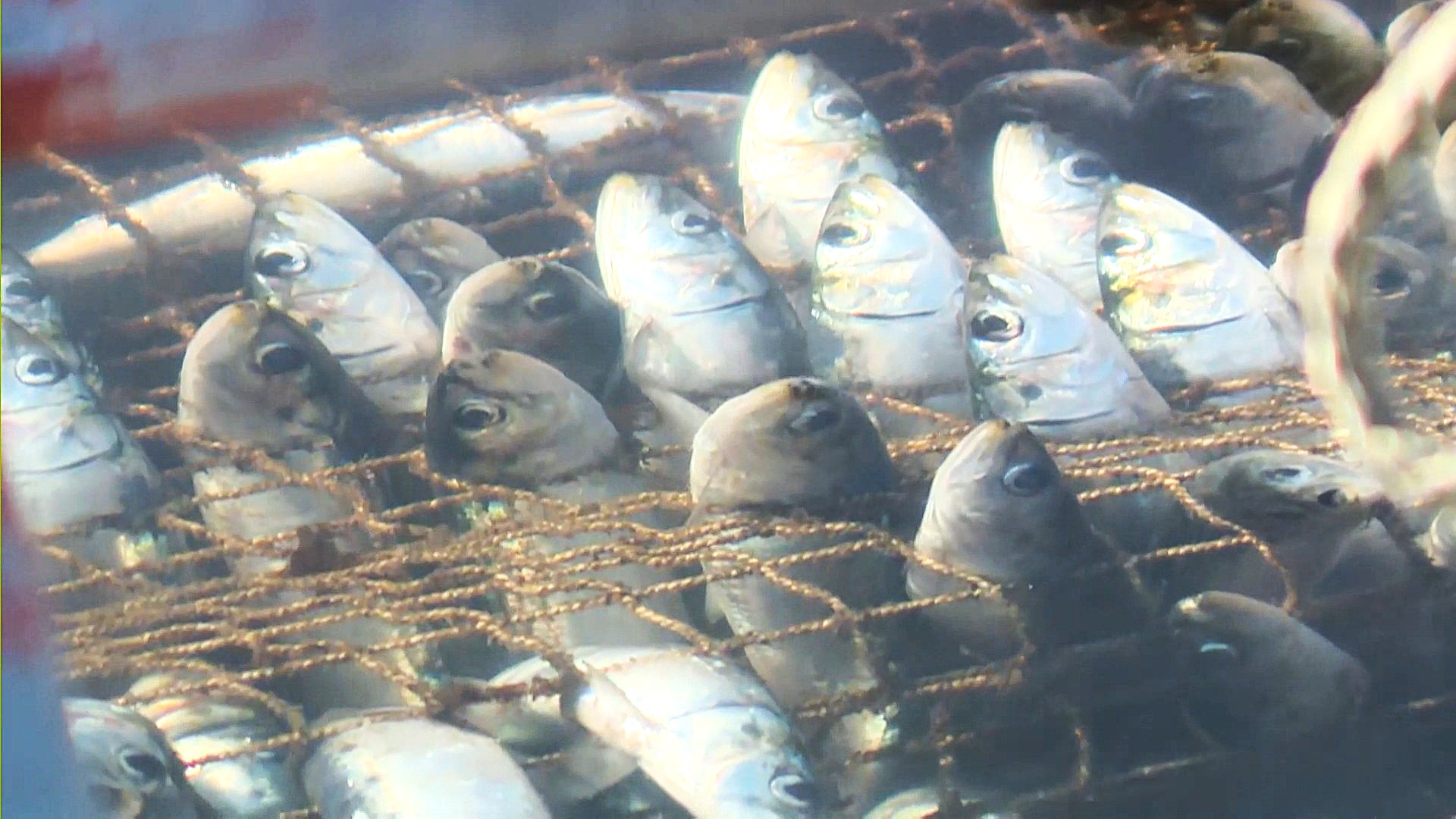 網に刺さったイワシ