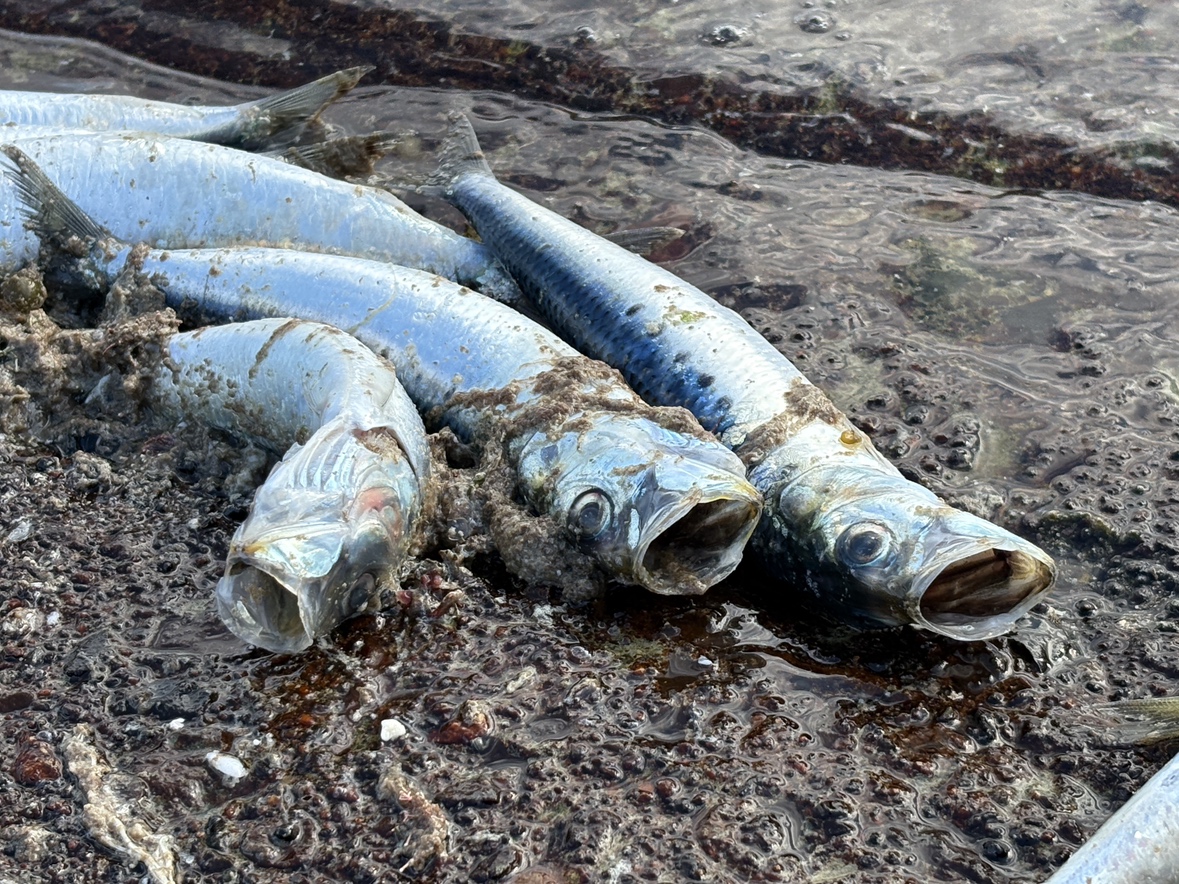 パニックになったイワシで水中で酸欠状態に