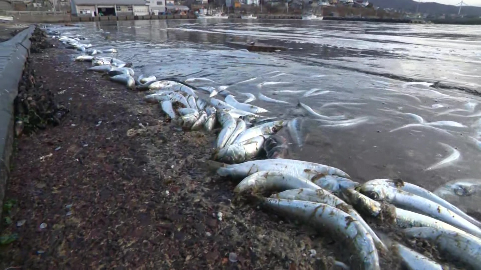 北海道南部で養殖魚の