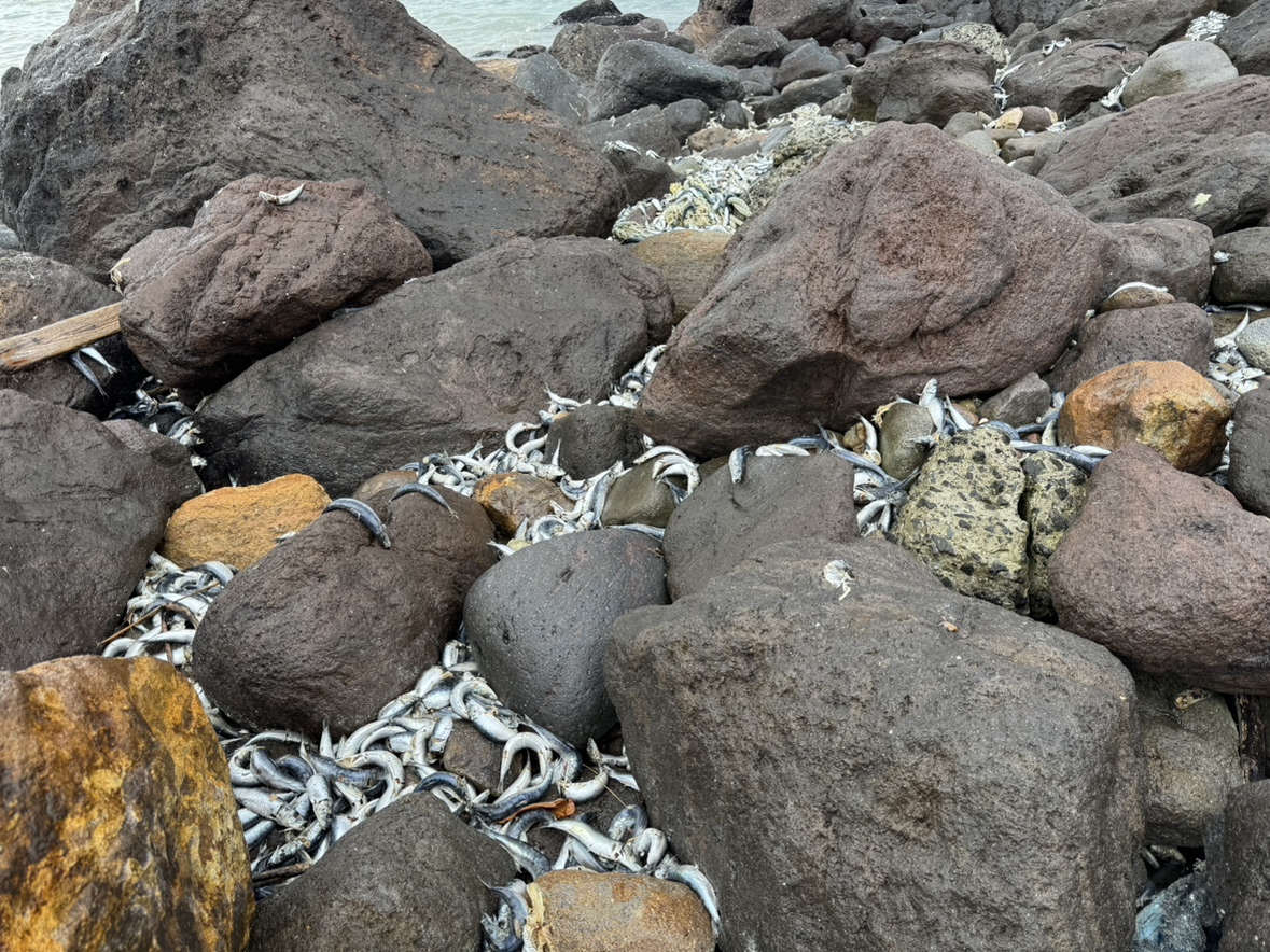 打ち上げられた大量のイワシの死骸（北海道函館市）