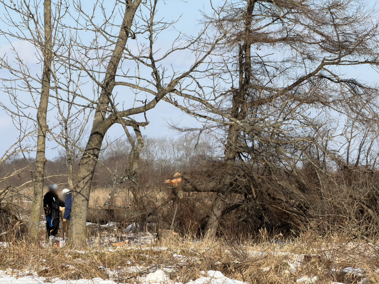 釧路市昭和地区で工事にあたる作業員。チェーンソーで木を切る姿を確認〈北海道釧路市〉