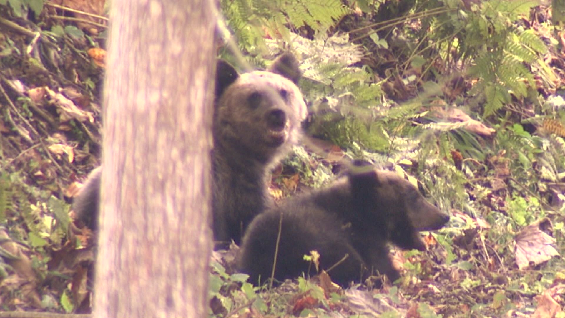 住宅街近くに居座っていた子グマ2頭