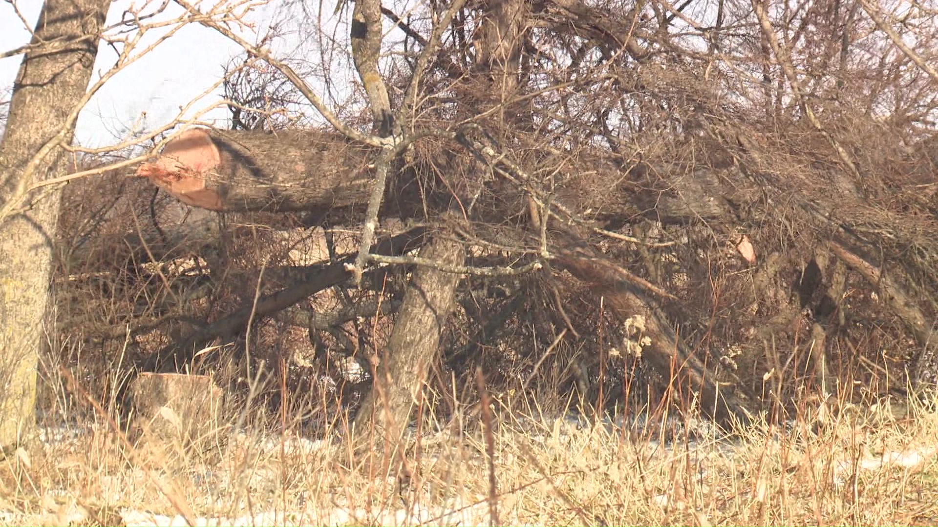作業員が木を切り倒す様子を確認