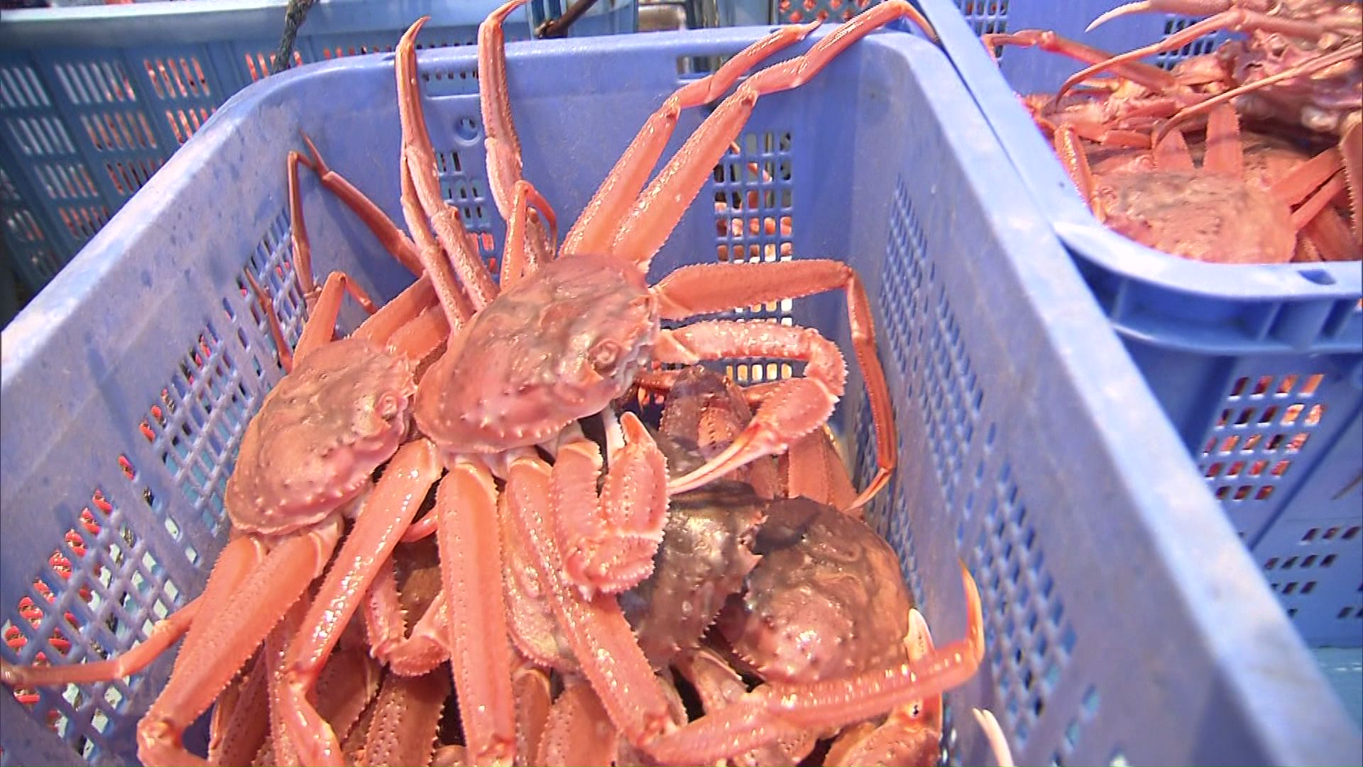 オオズワイガニ(資料)