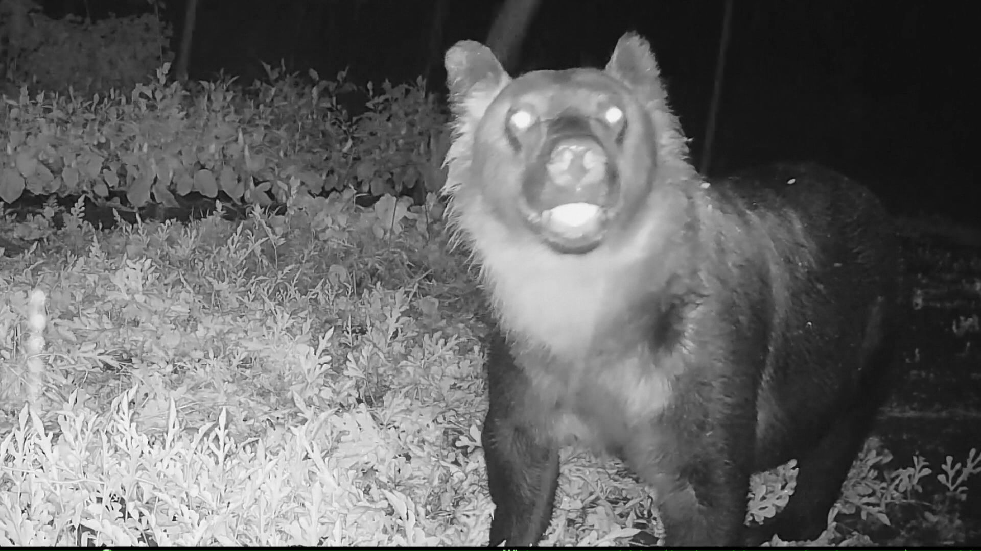 クマによる被害は過去最多（提供：視聴者）