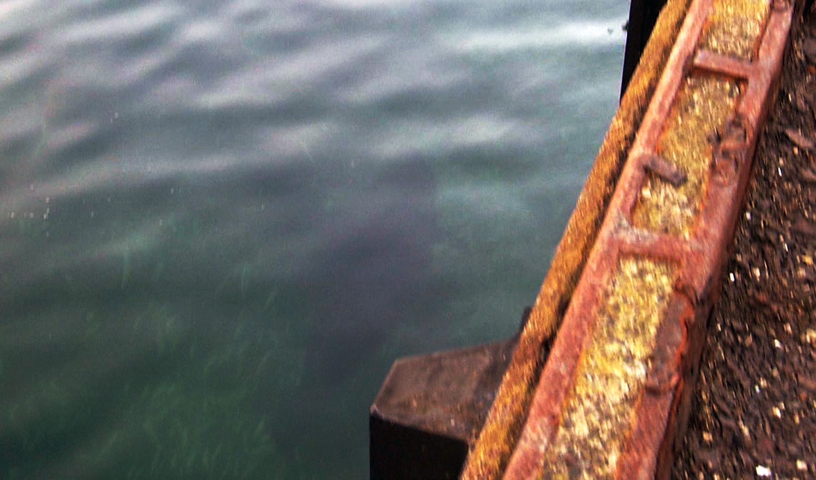 UHBのカメラが捉えたマグロ（12月22日撮影）