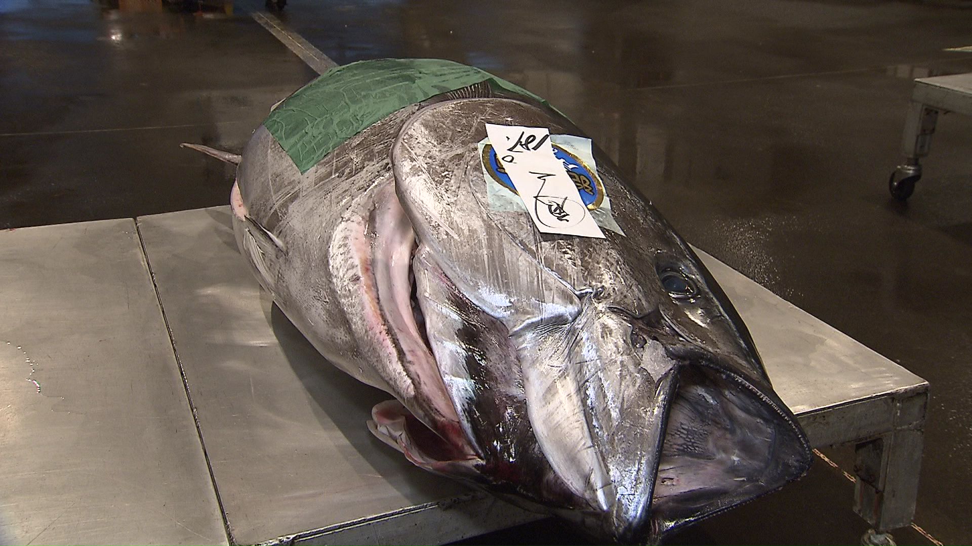 約190キロの函館市戸井産本マグロは330万円