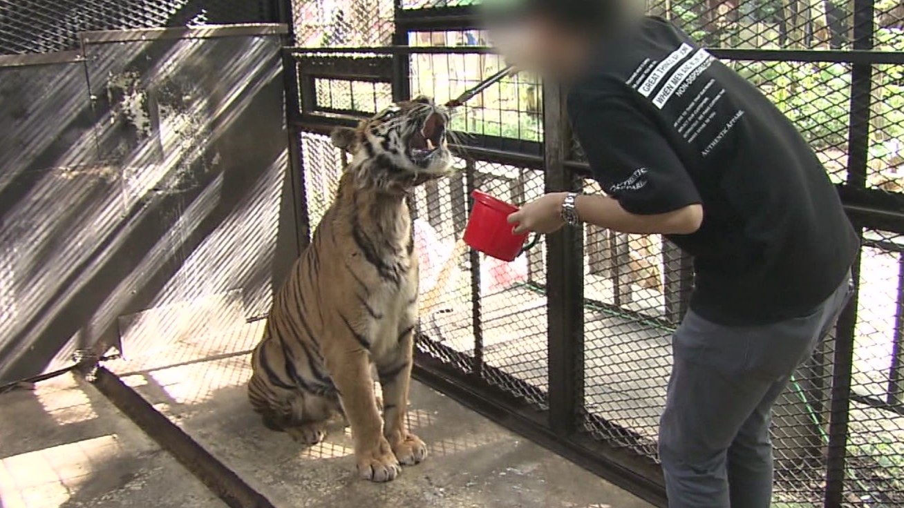 ノースサファリで人気を集めたトラ(資料)