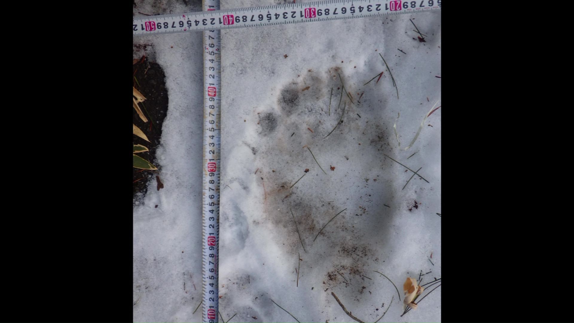 1月1日、厚岸町で見つかったクマの足跡(提供:道警)