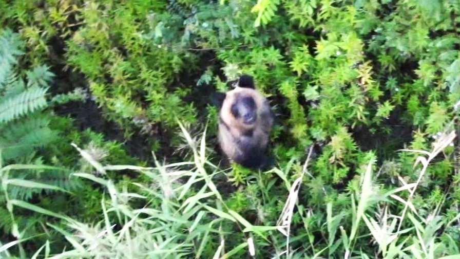 ドローンを見つめるクマ（提供:北海道猟友会三笠支部）