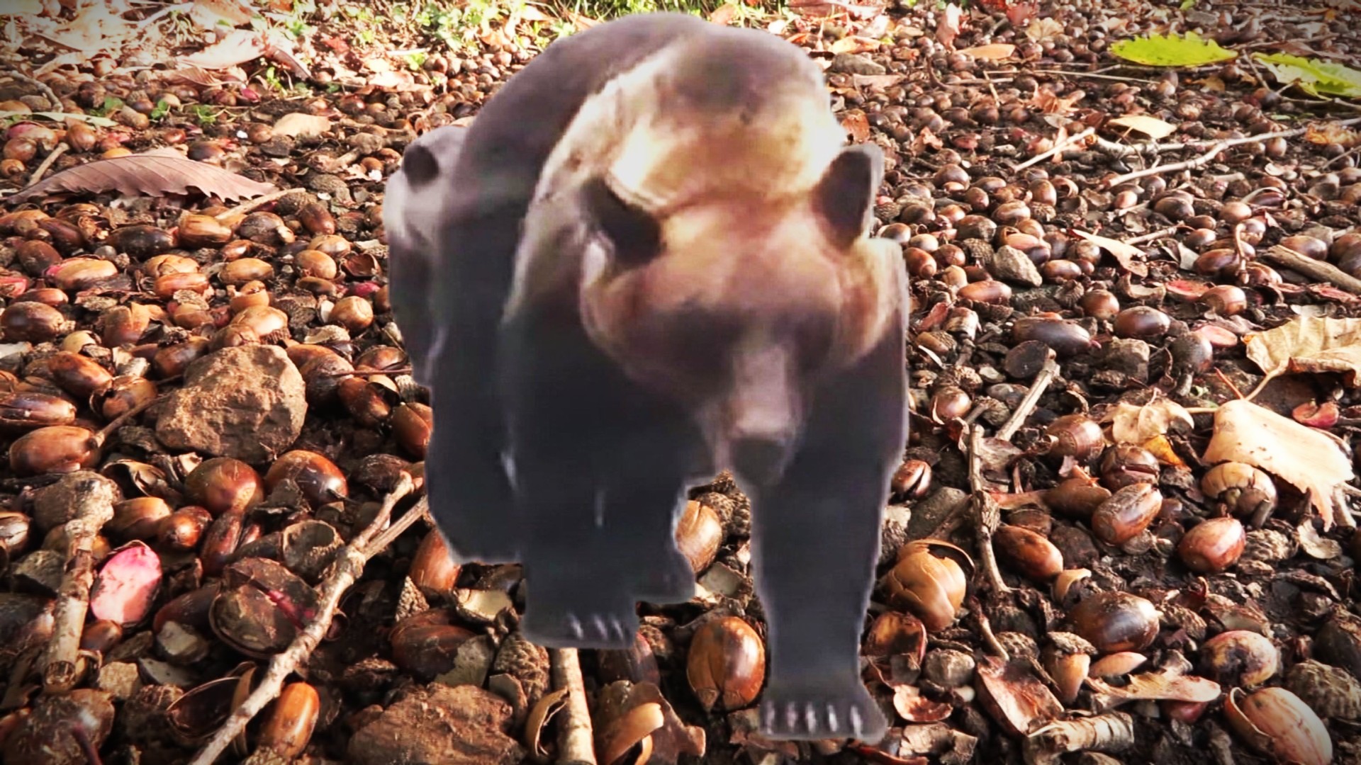 2025年はドングリが凶作だった