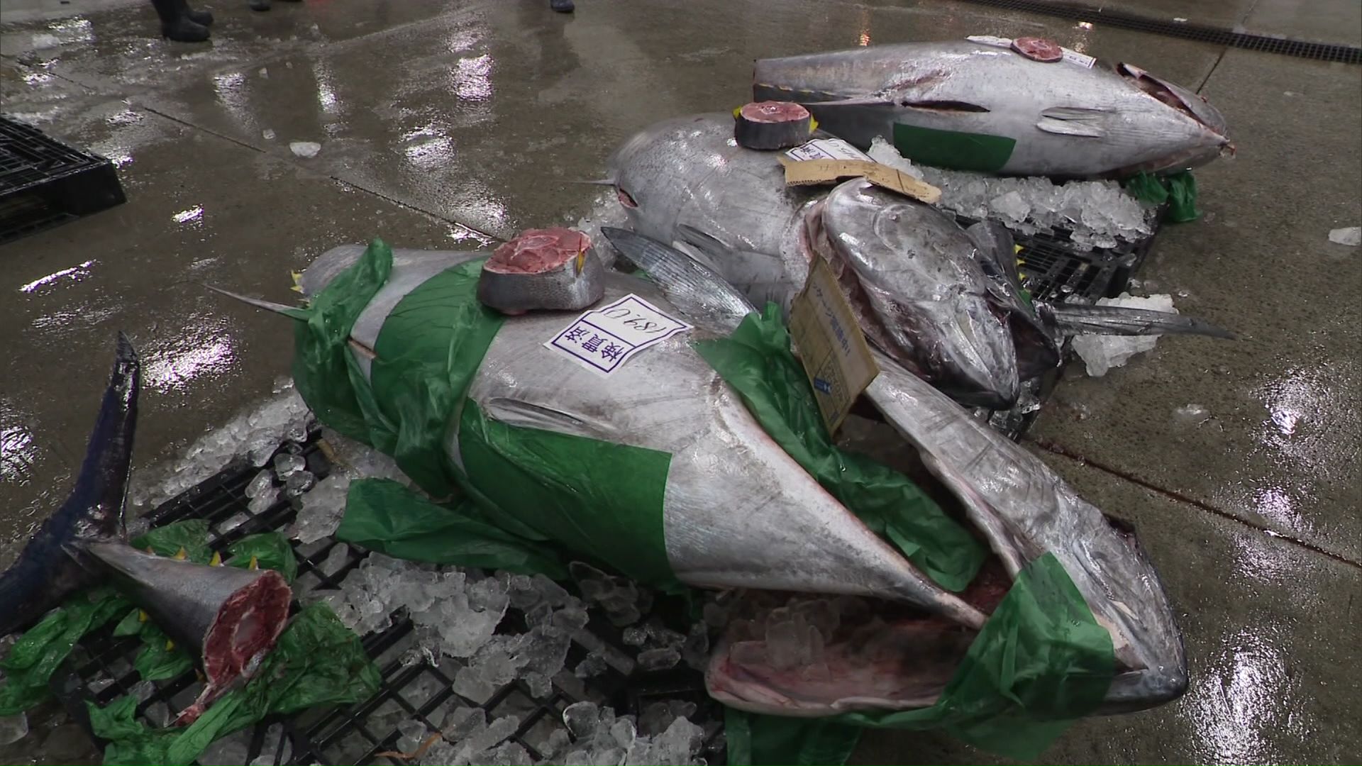 大量に取引されるマグロ