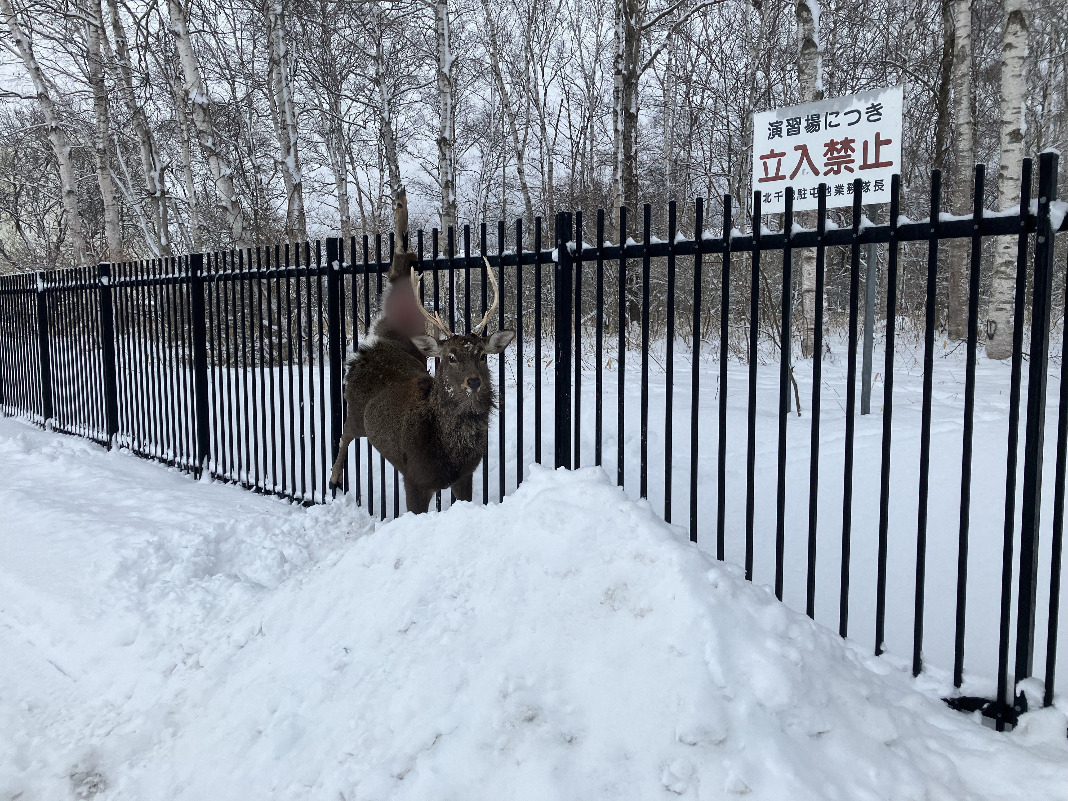 左足の付け根付近が柵に刺さり、動けなくなったエゾシカ(北海道千歳市)