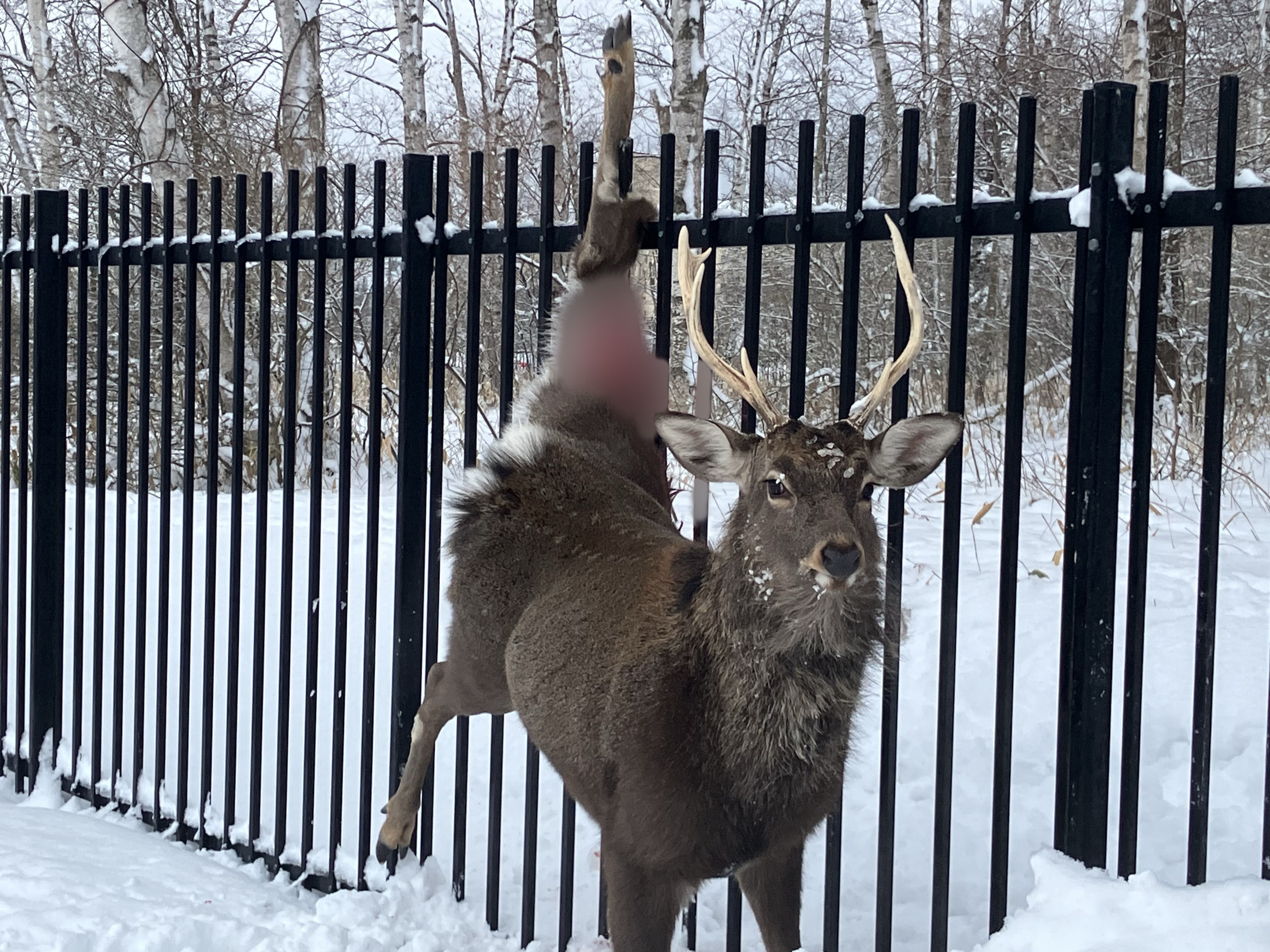 エゾシカのは左足に大けがをしているものの、周囲の警戒続けていた