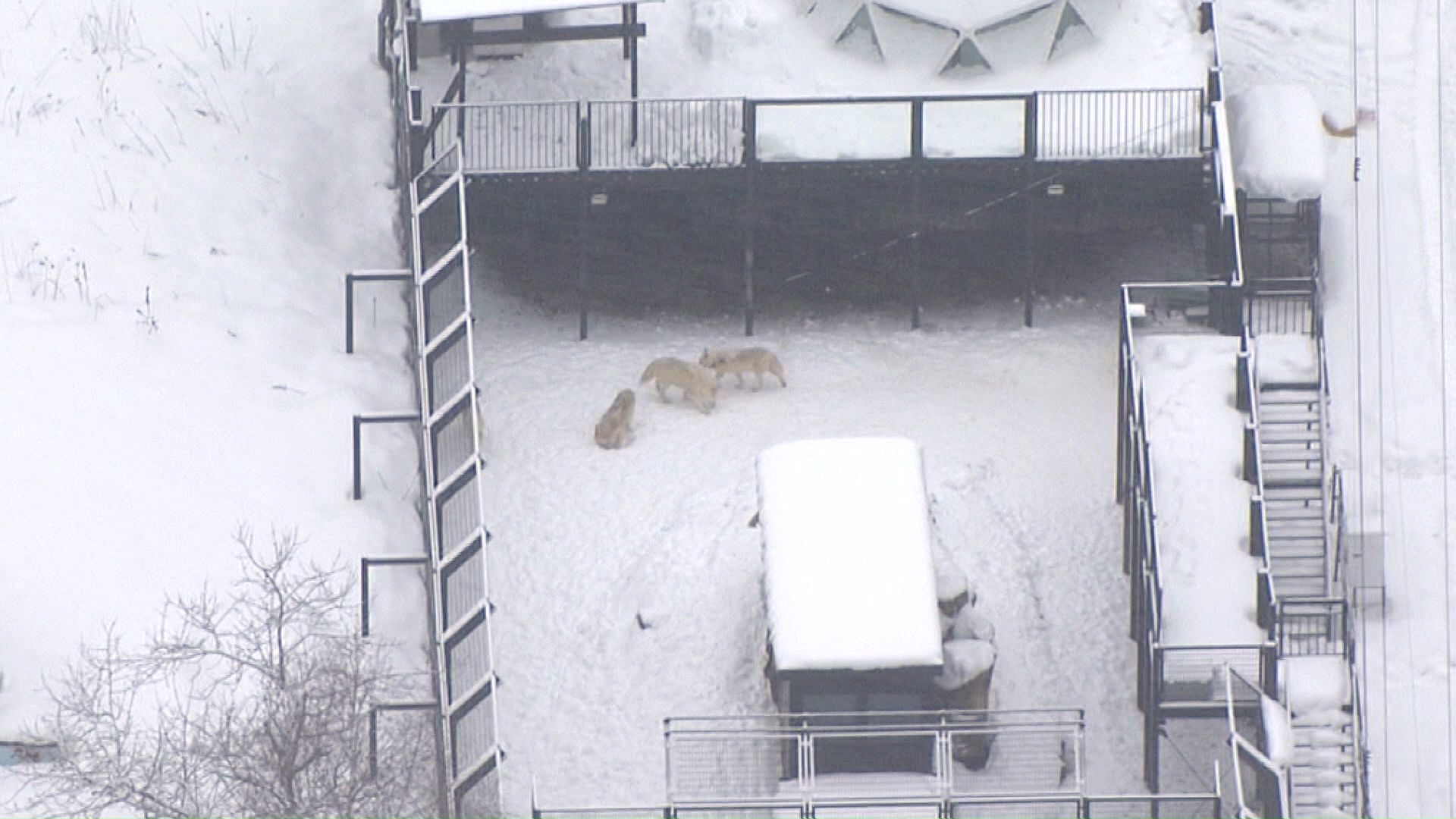 園内には残された動物の姿も